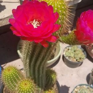 Meet your Posher, Marcia